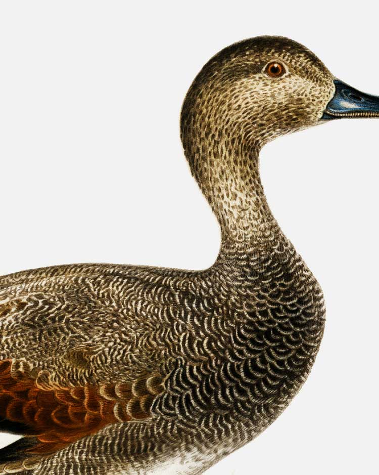 Gadwall Art Print