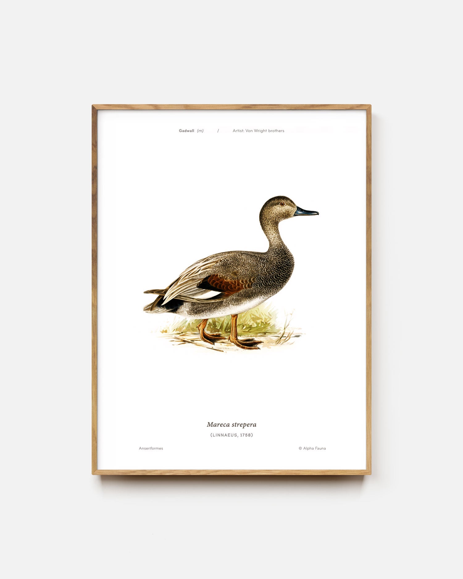 Gadwall Art Print