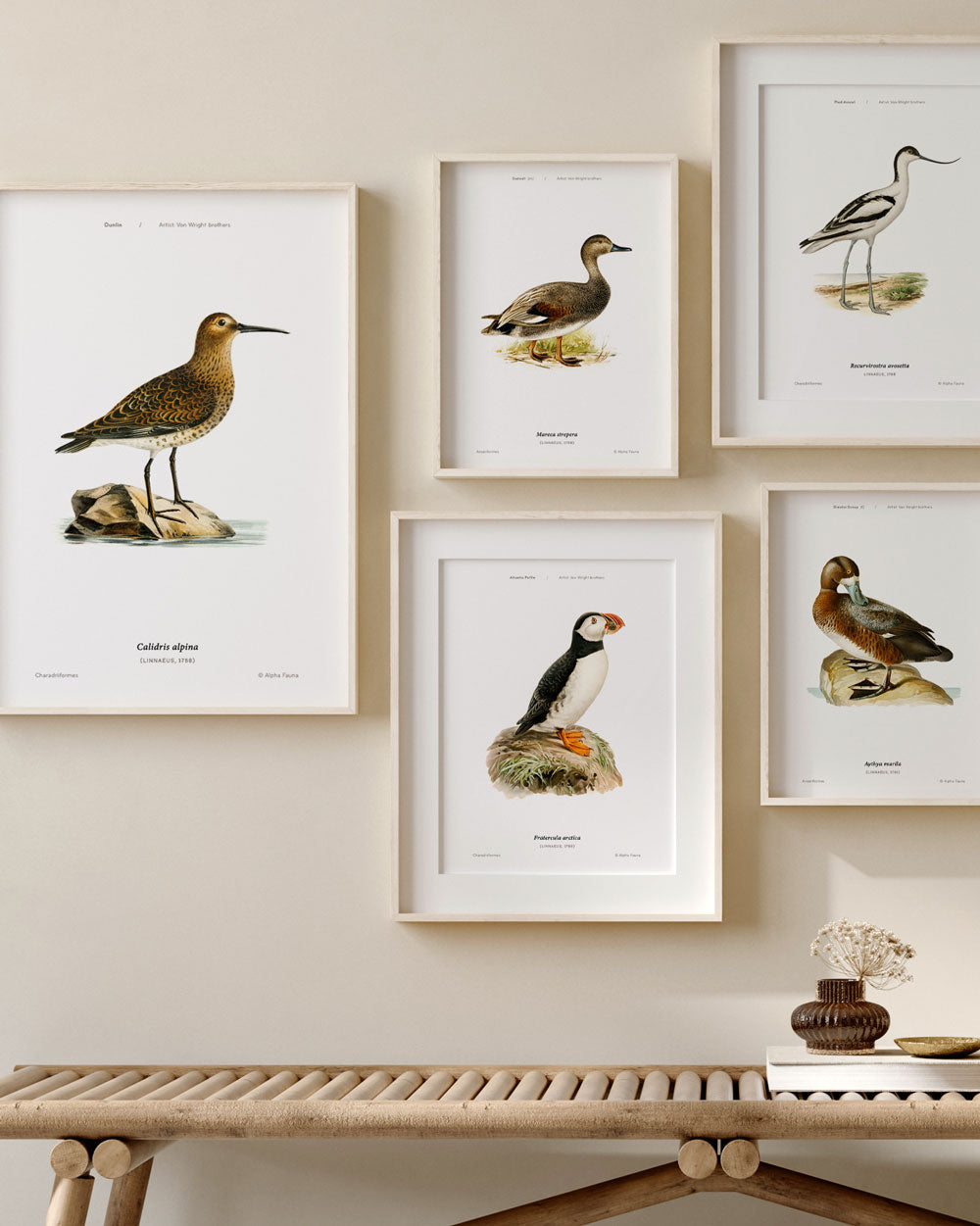 Gadwall Art Print