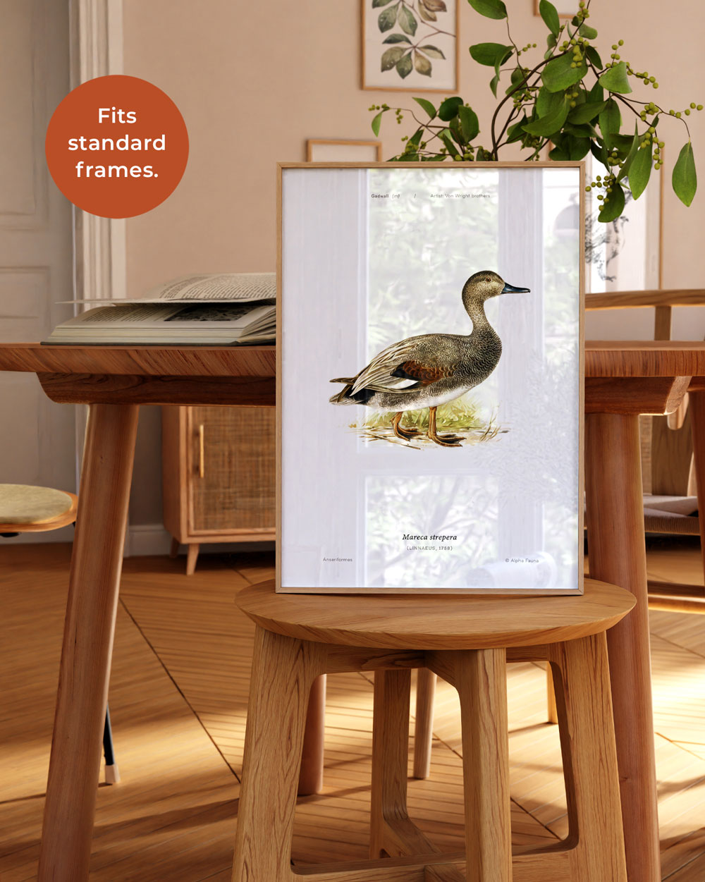 Gadwall Art Print