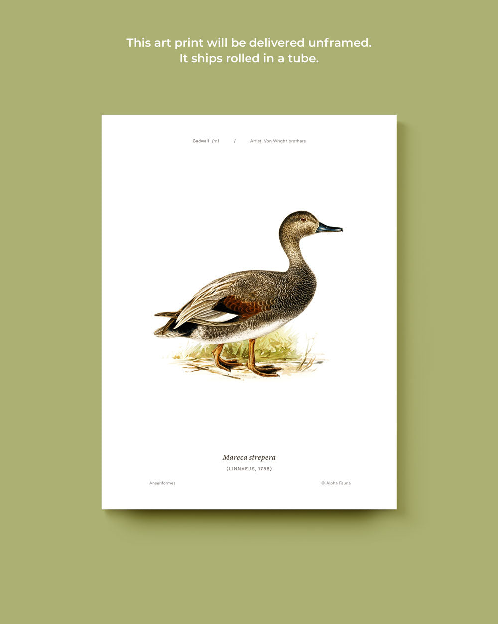 Gadwall Art Print