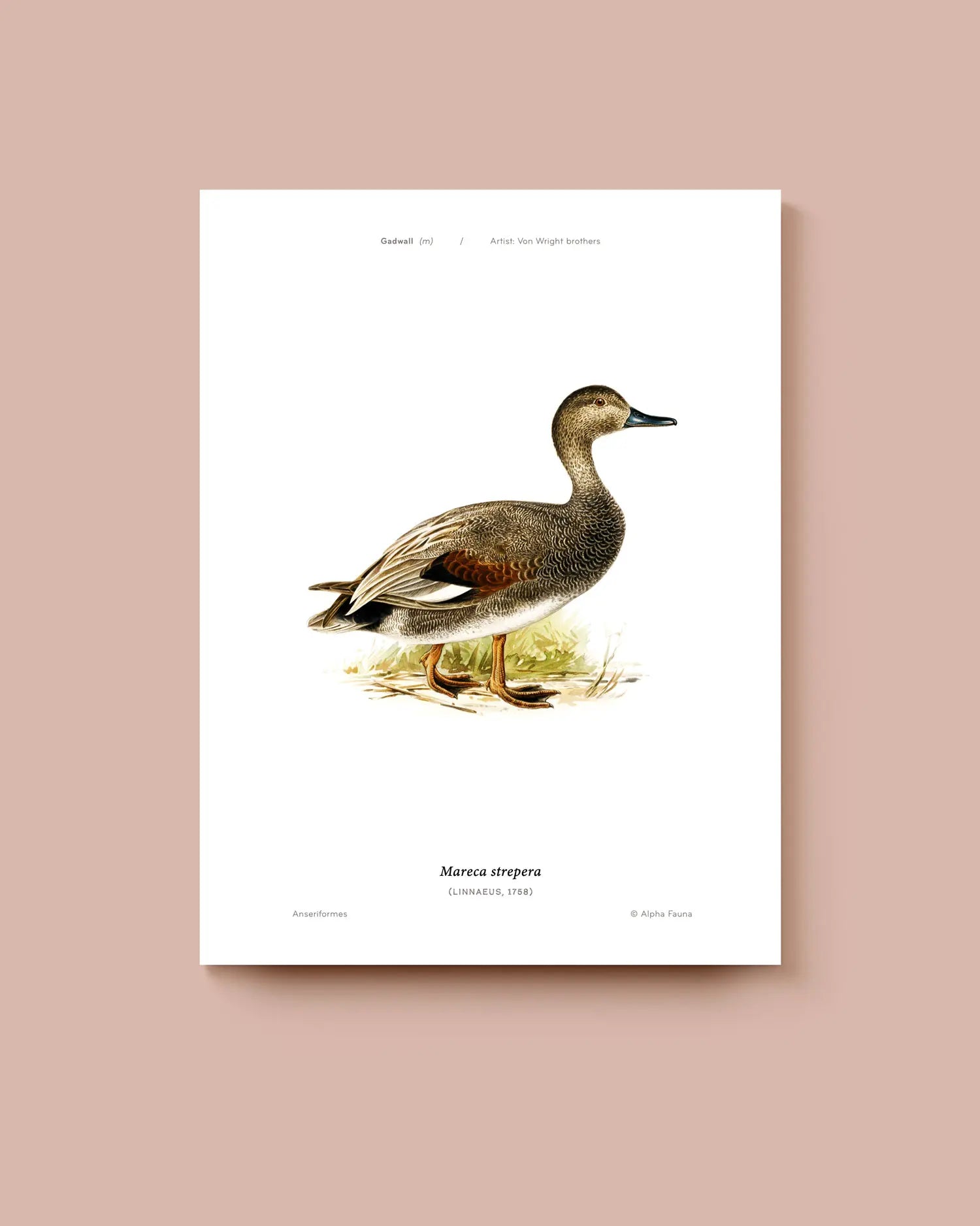 Poster of a Gadwall duck on a white background. * Unframed print