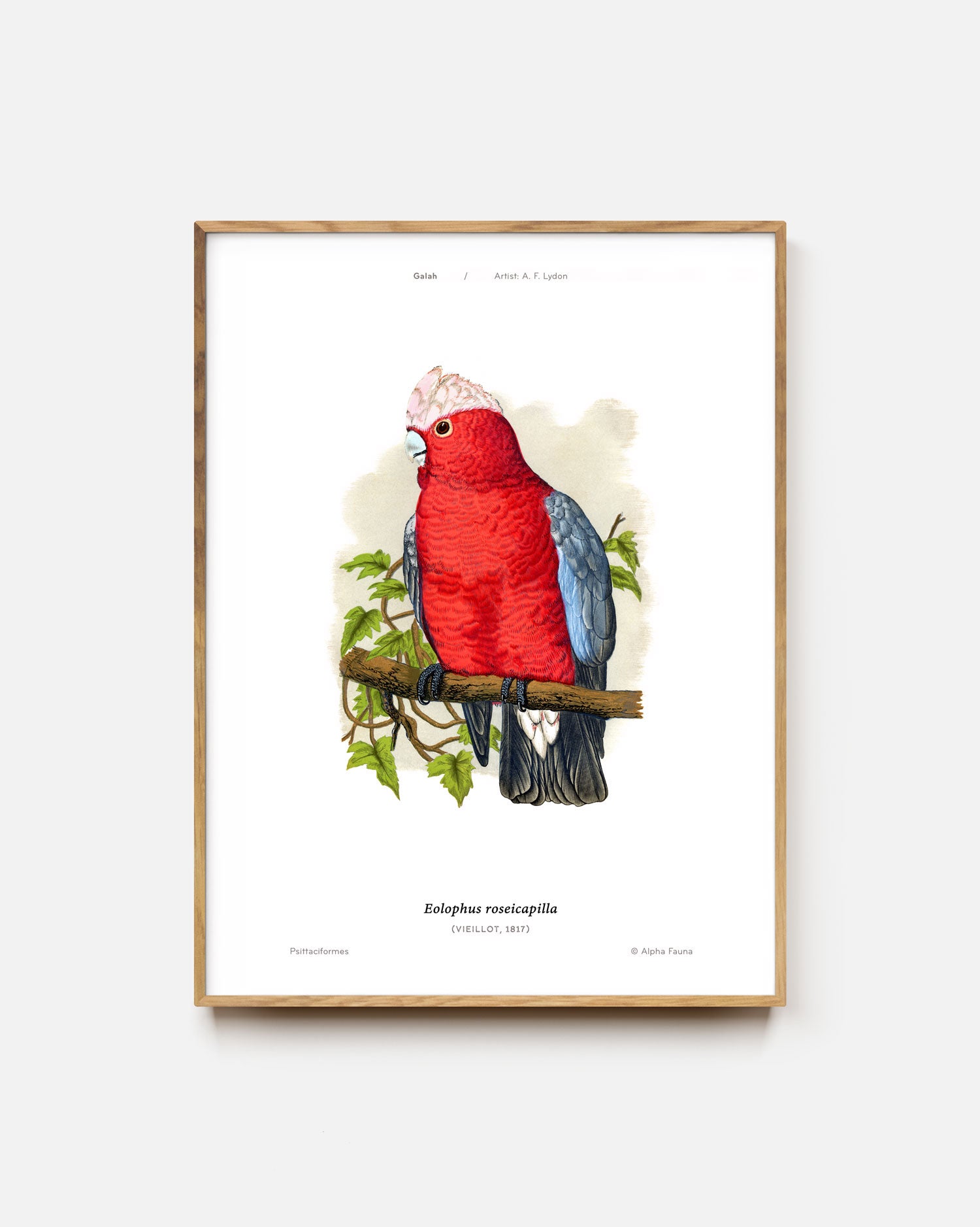 Galah Art Print