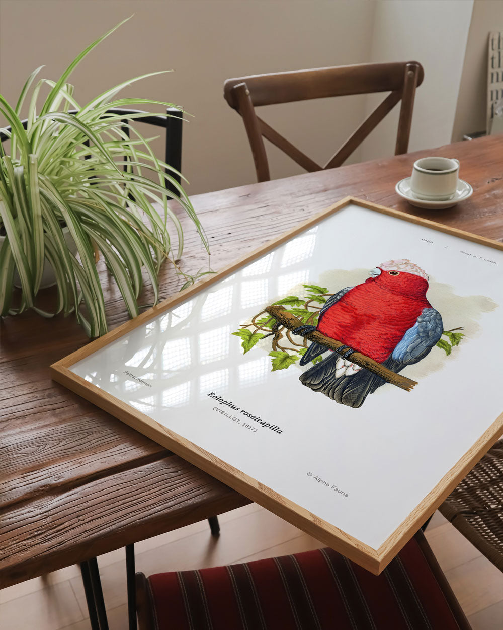 Galah Art Print