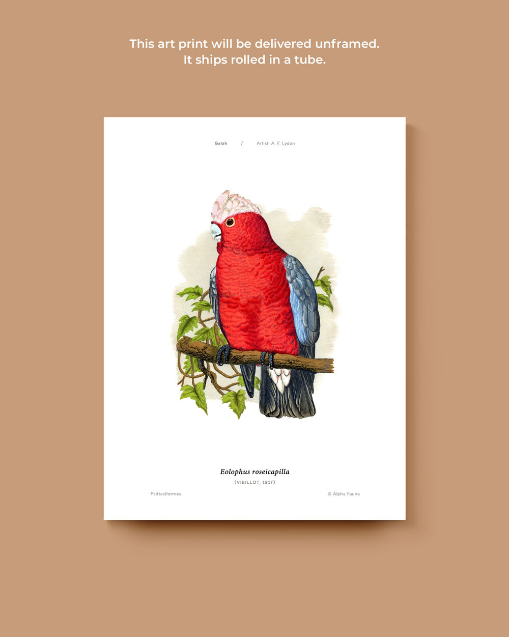 Galah Art Print
