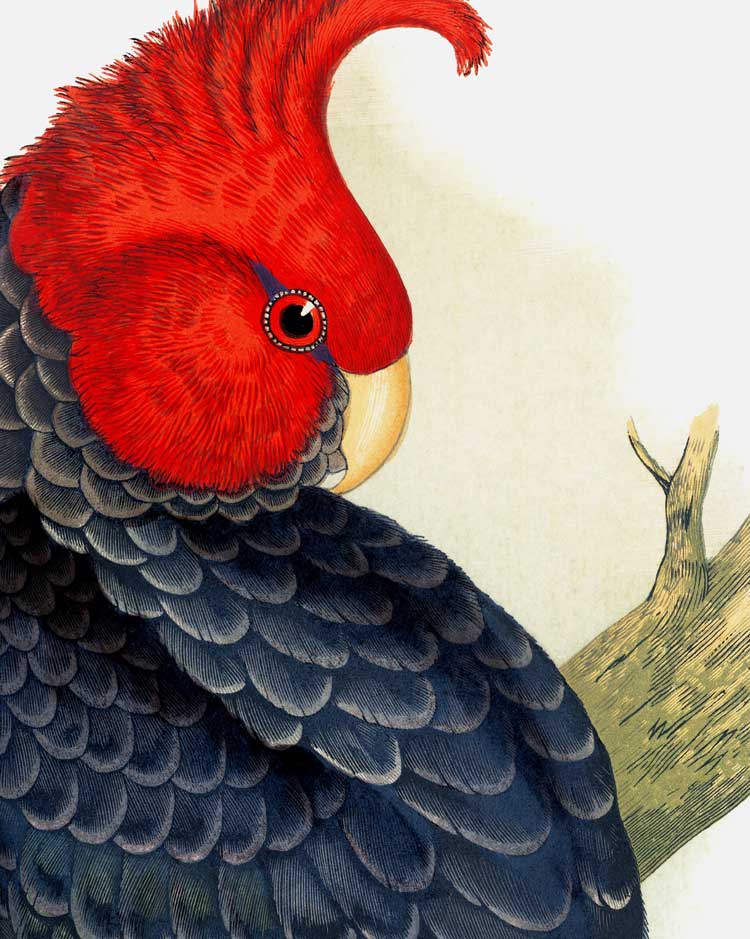 Gang-Gang Cockatoo Art Print