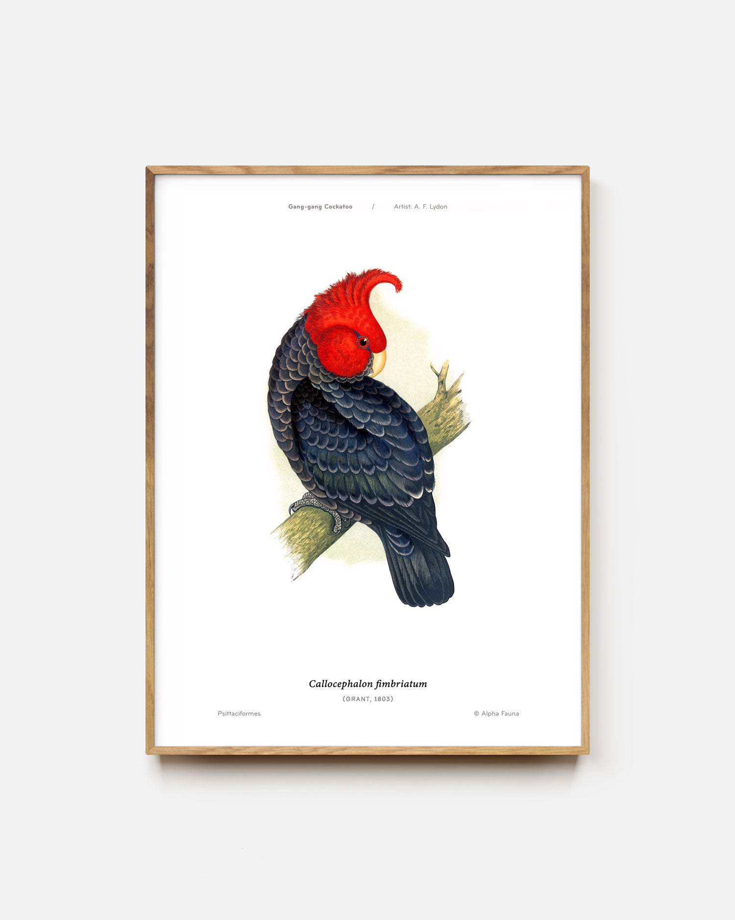 Gang-Gang Cockatoo Art Print