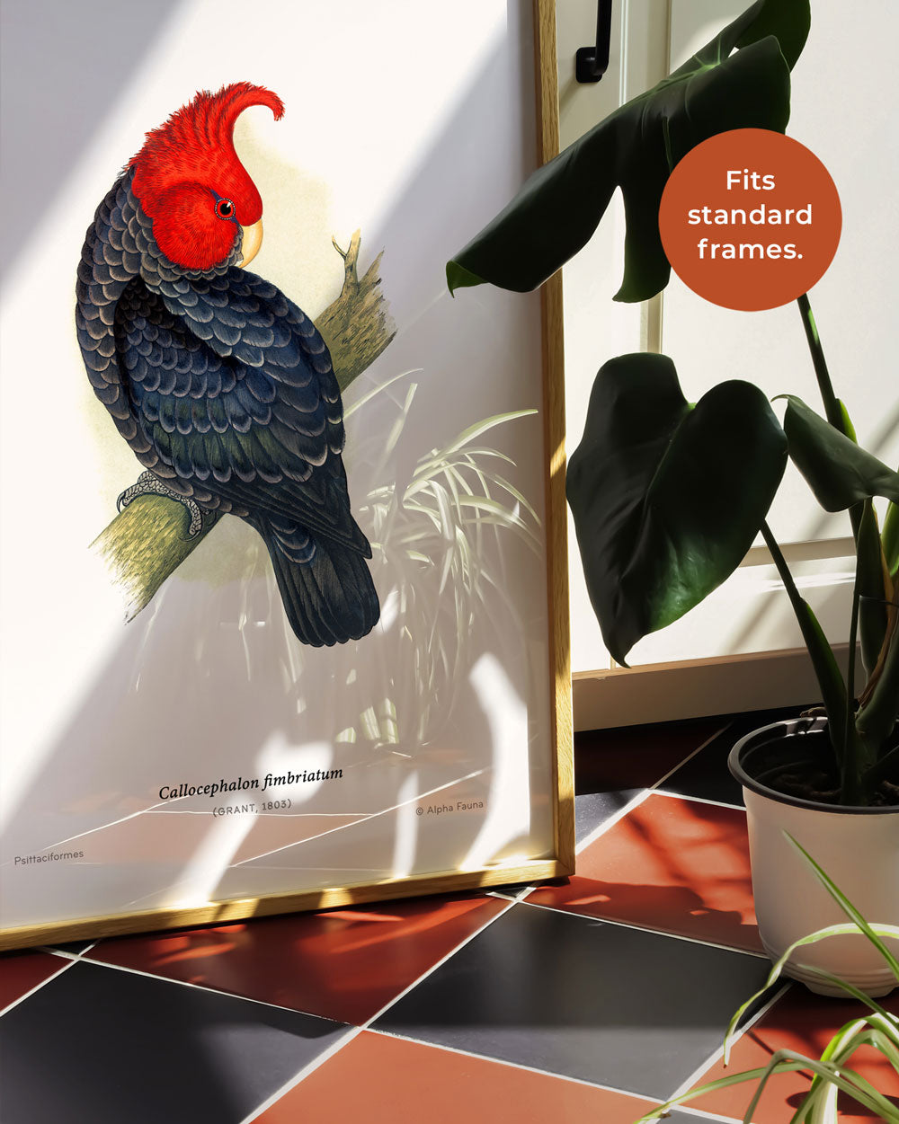 Gang-Gang Cockatoo Art Print