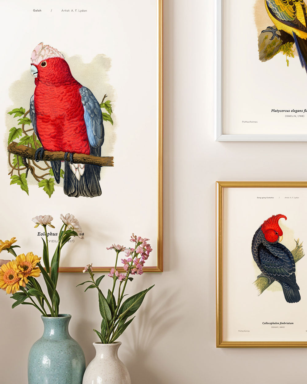 Gang-Gang Cockatoo Art Print