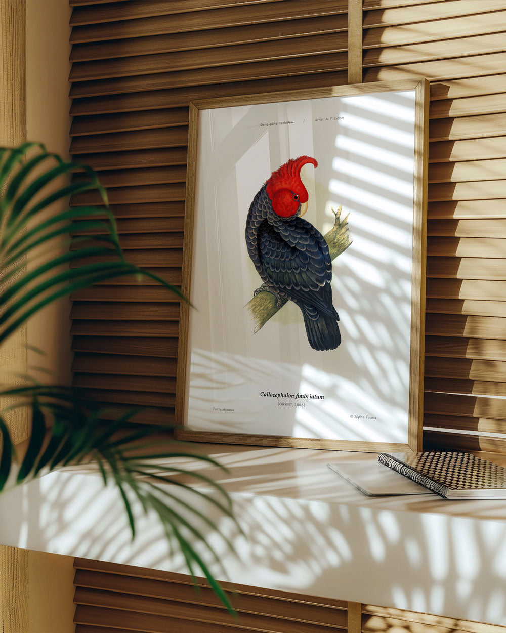 Gang-Gang Cockatoo Art Print
