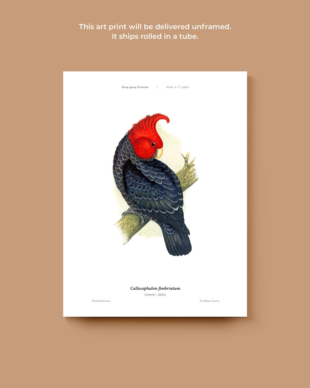 Gang-Gang Cockatoo Art Print