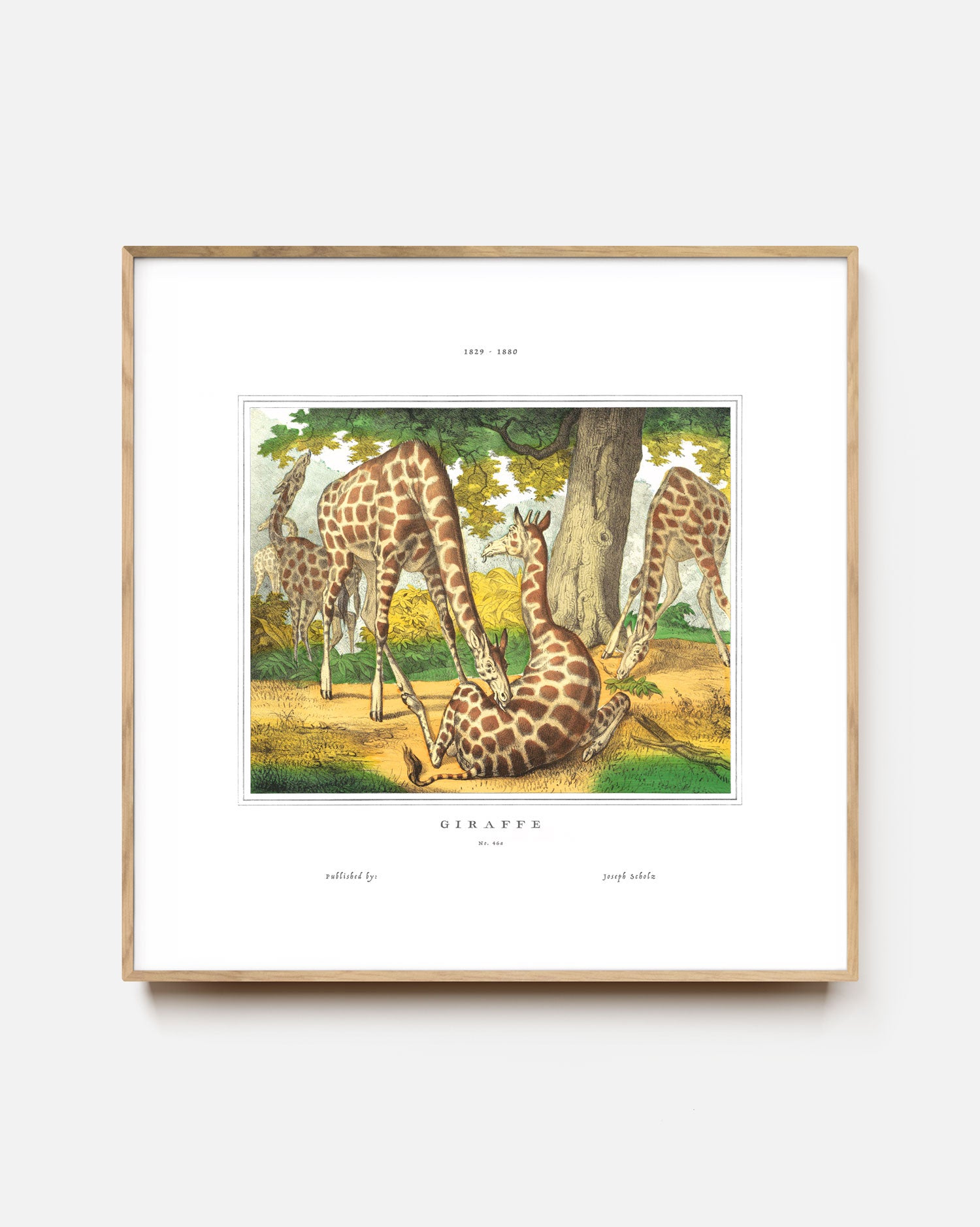 Gathering Giraffes Art Print