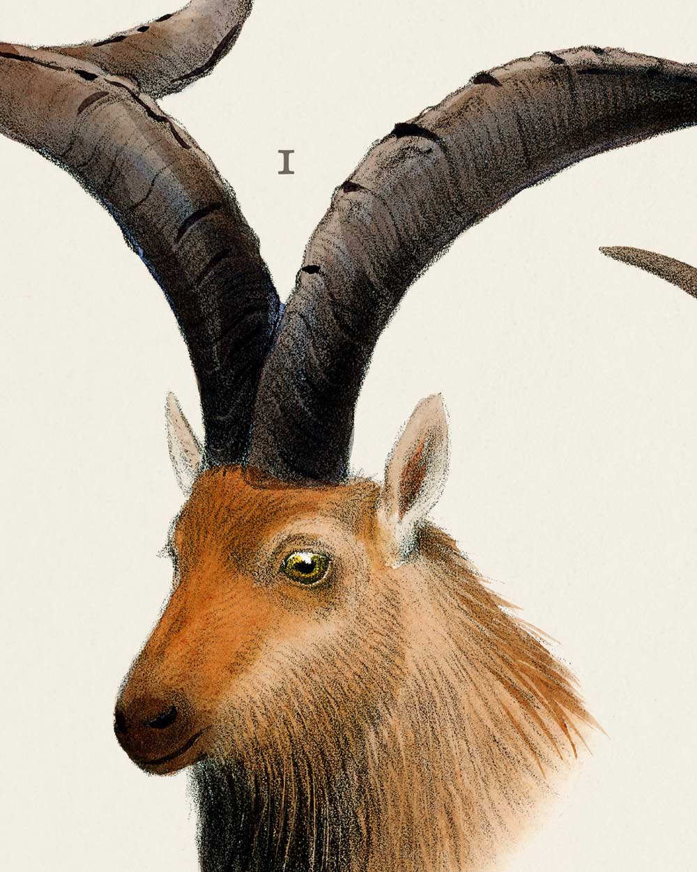 Goats Of Asia Art Print