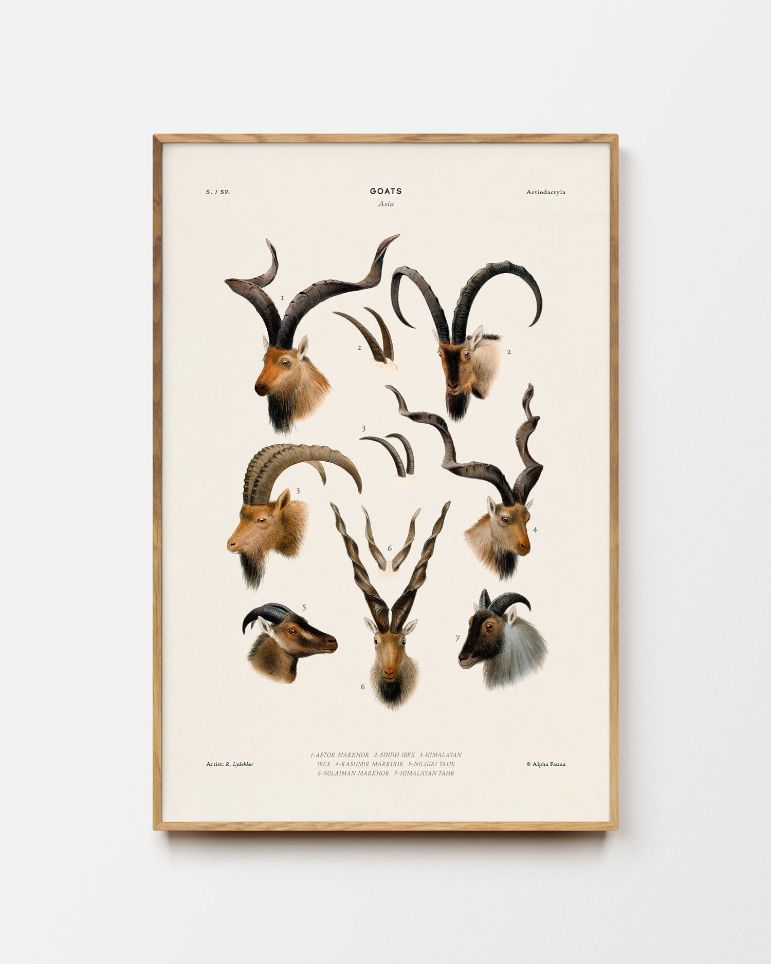 Goats Of Asia Art Print