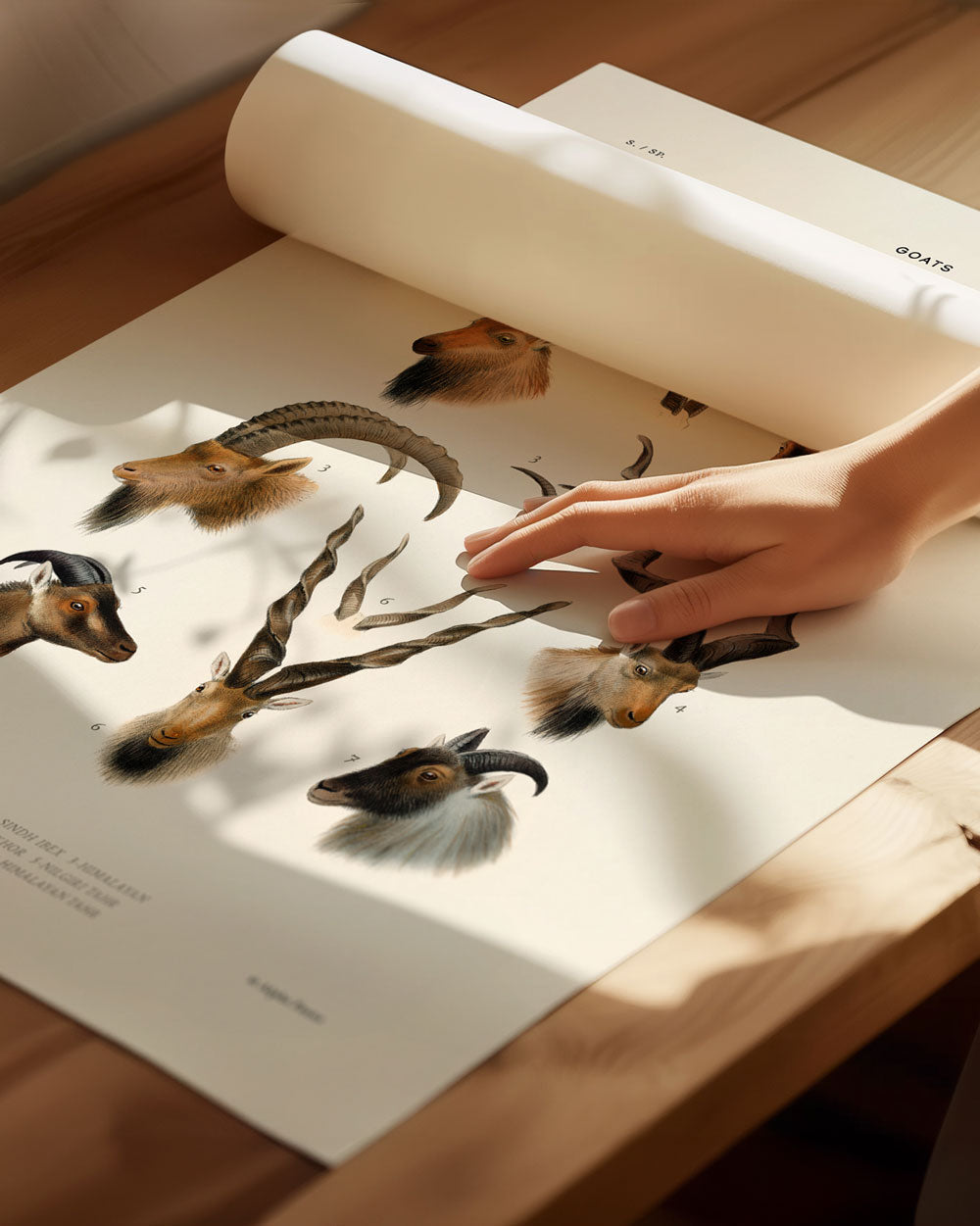 Goats Of Asia Art Print
