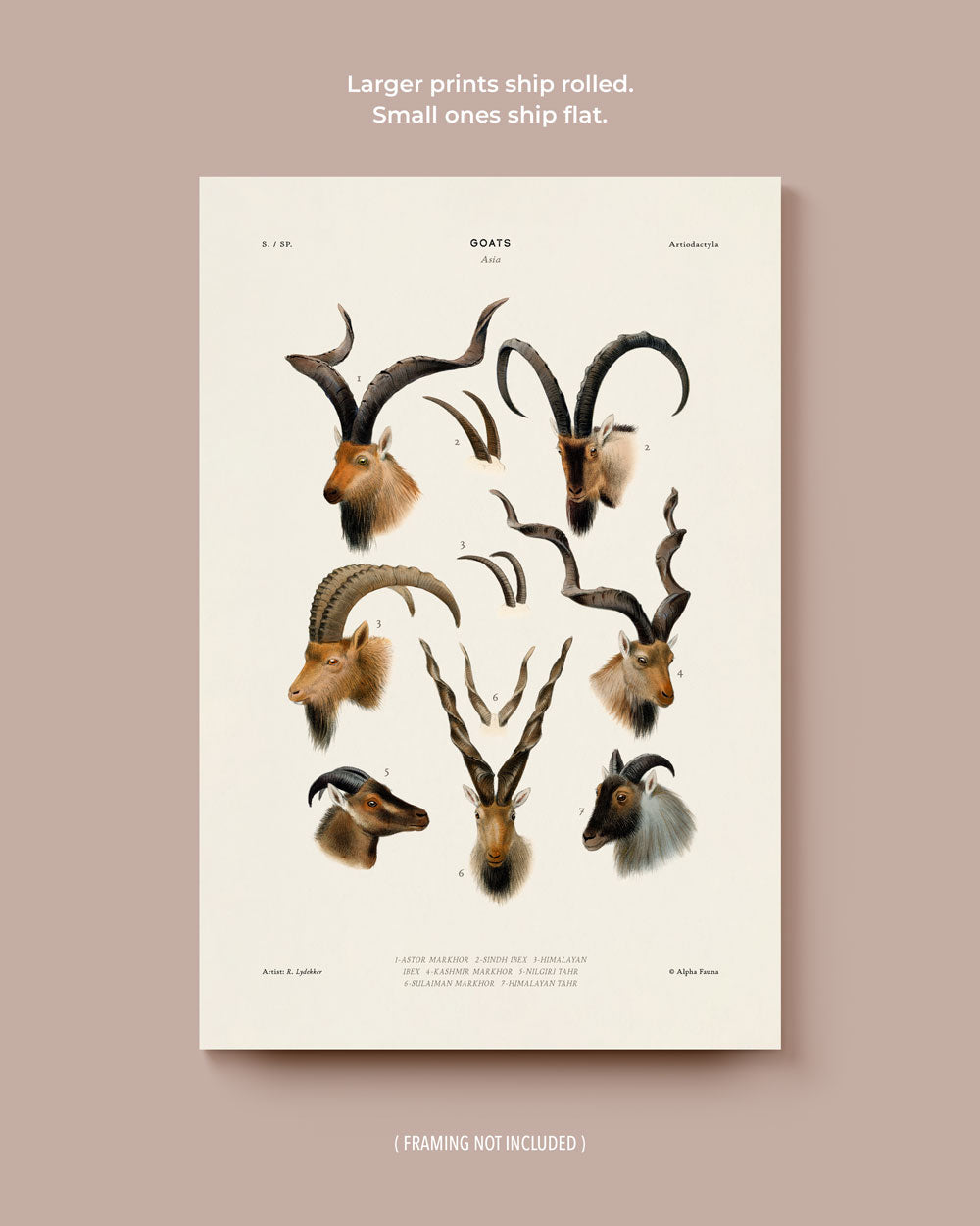 Goats Of Asia Art Print