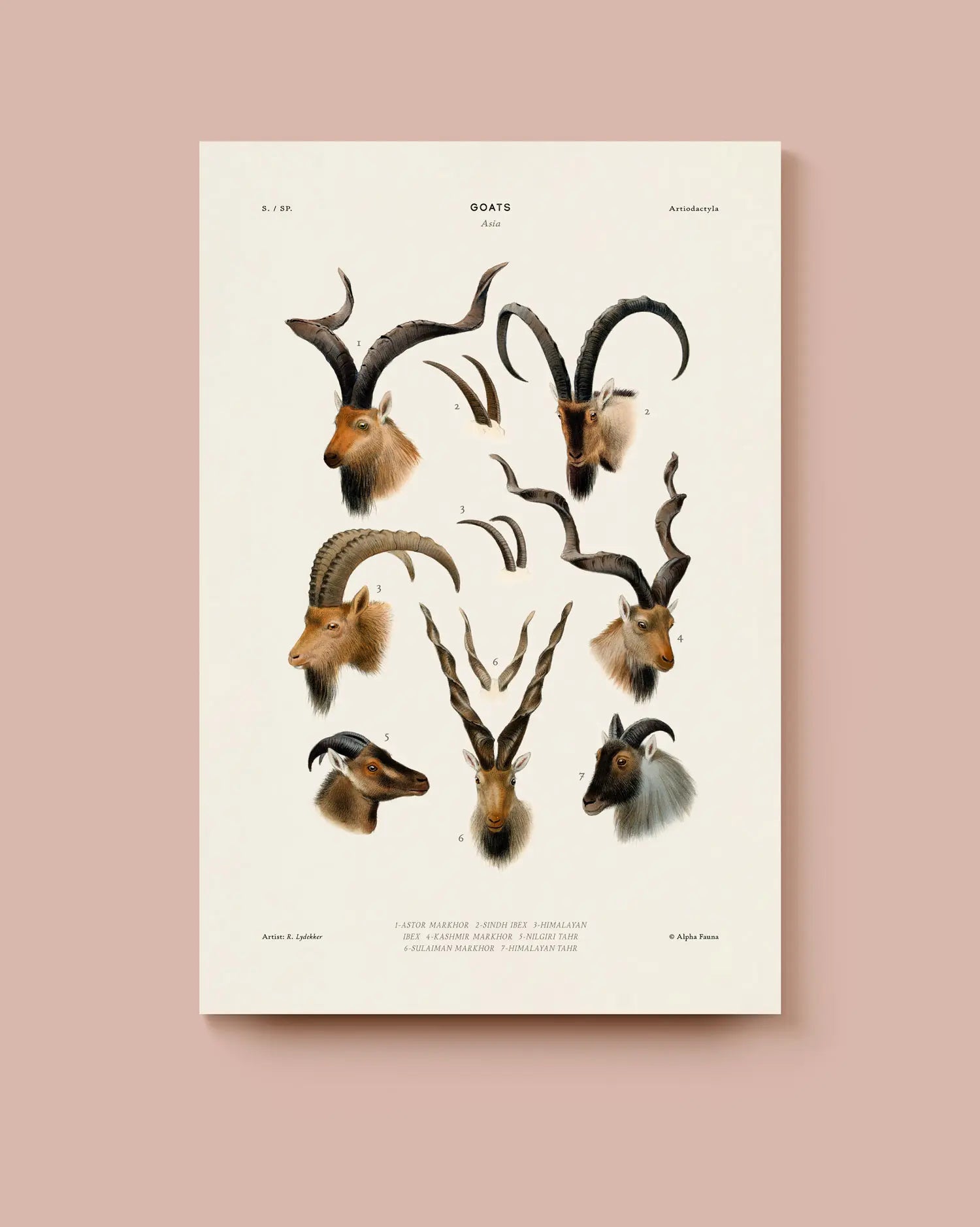 Poster of goat heads with large horns on a beige background. * Unframed print