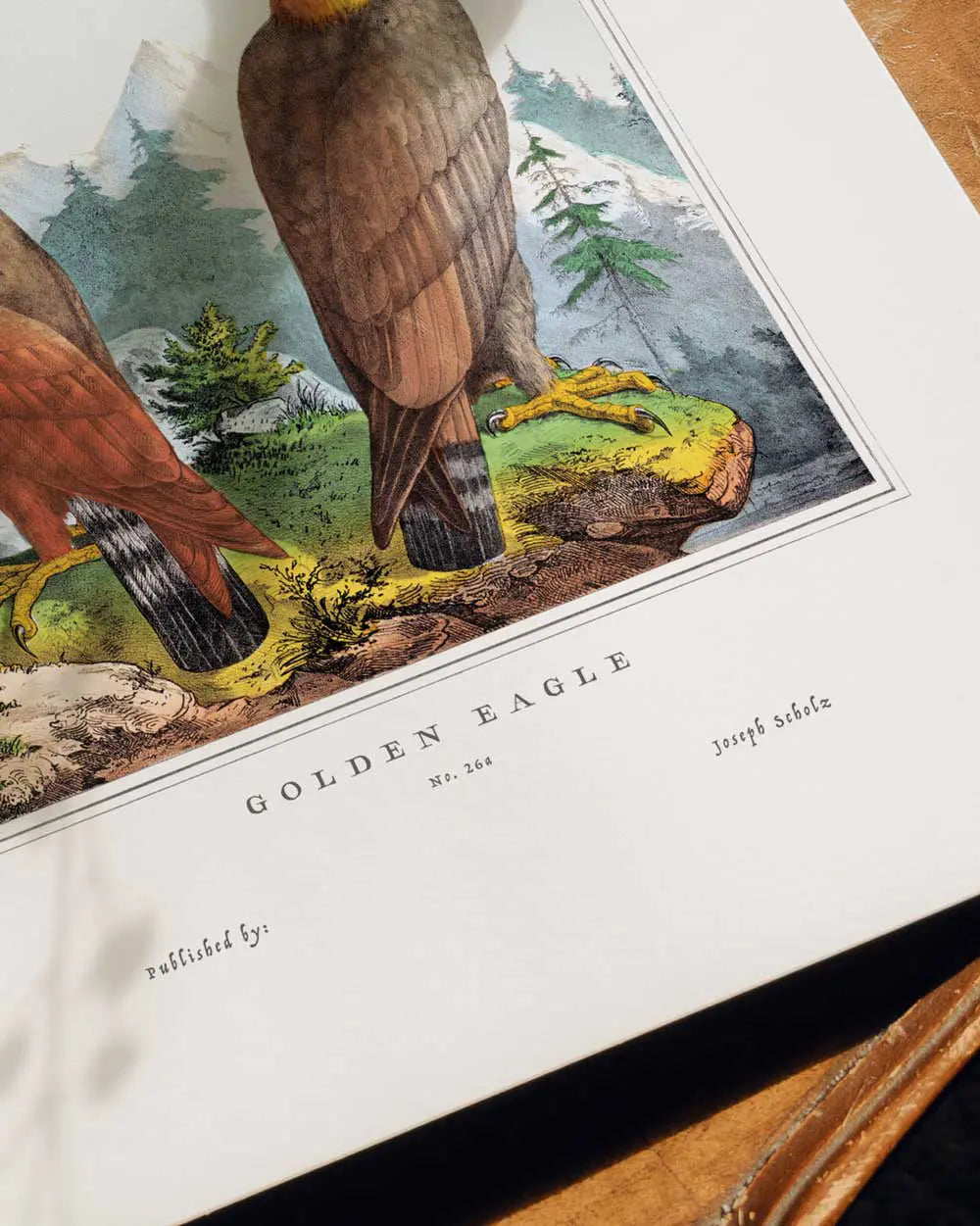 Golden Eagle Pair Art Print