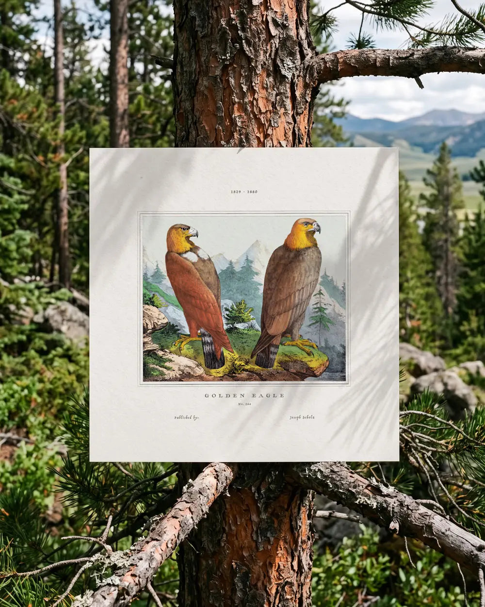 Golden Eagle Pair Art Print