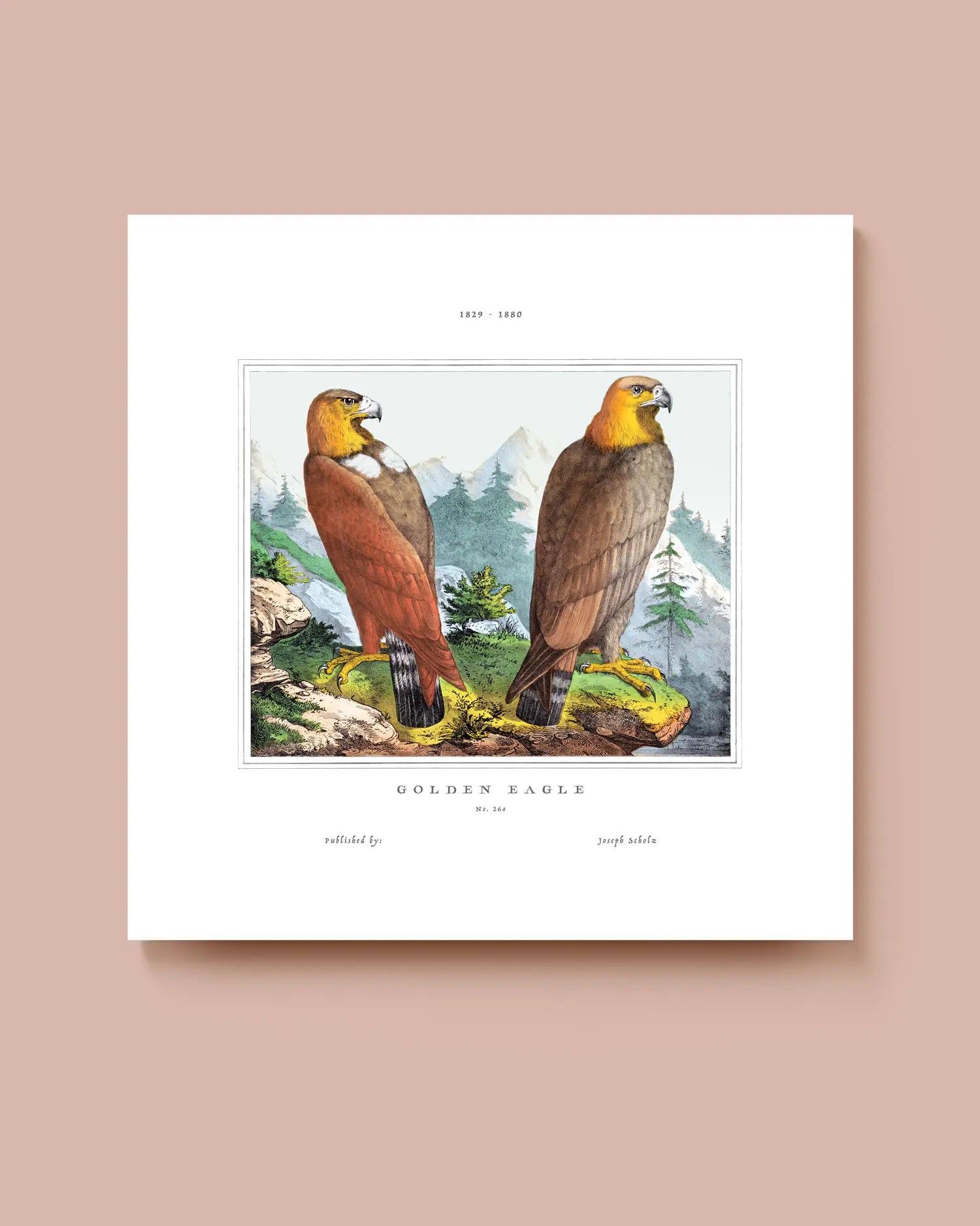A square art print featuring two golden eagles with a mountainous landscape in the background. * Unframed print