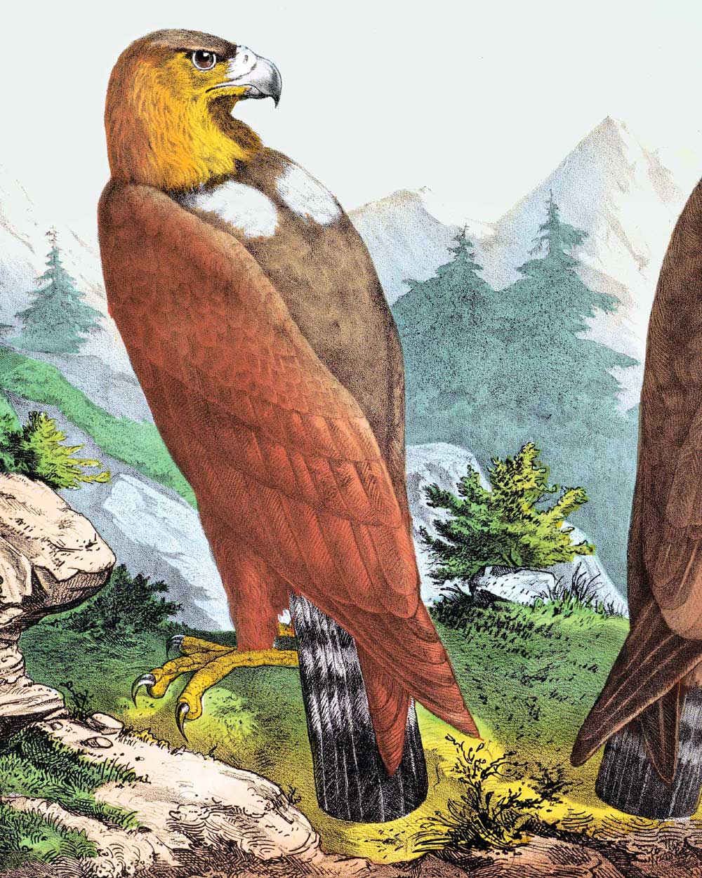 Golden Eagles Art Print