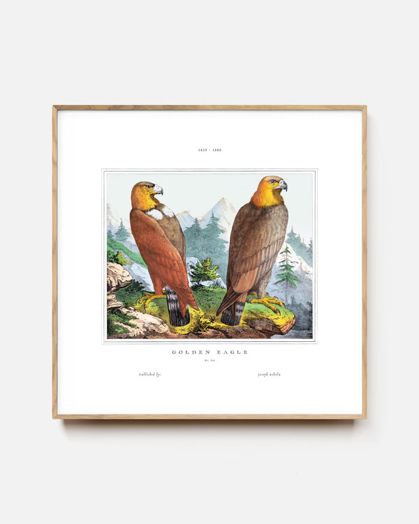 Golden Eagle Pair Art Print