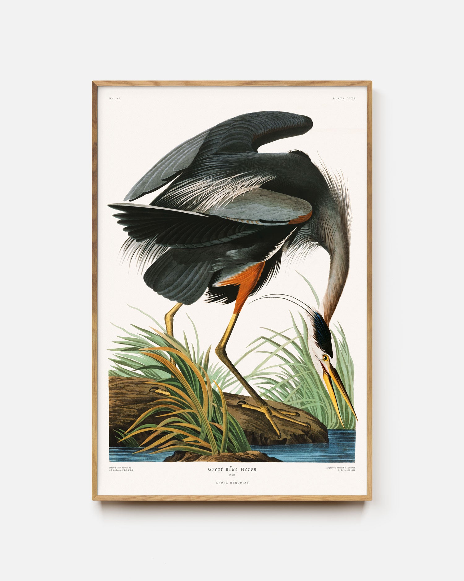 Great Blue Heron Art Print