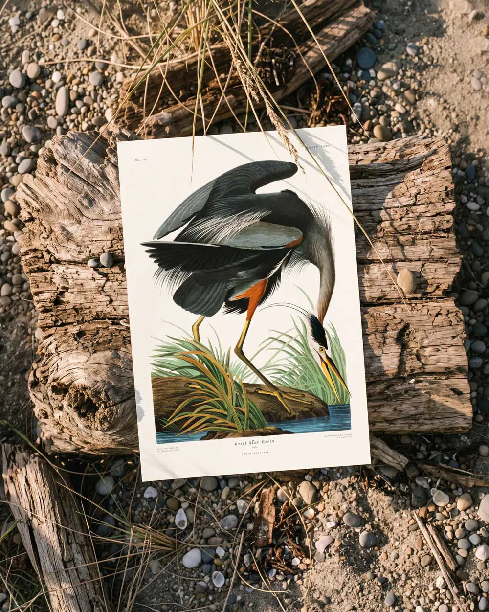 Great Blue Heron Art Print