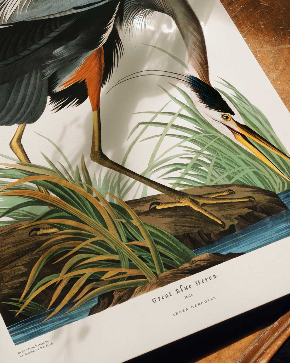 Great Blue Heron Art Print