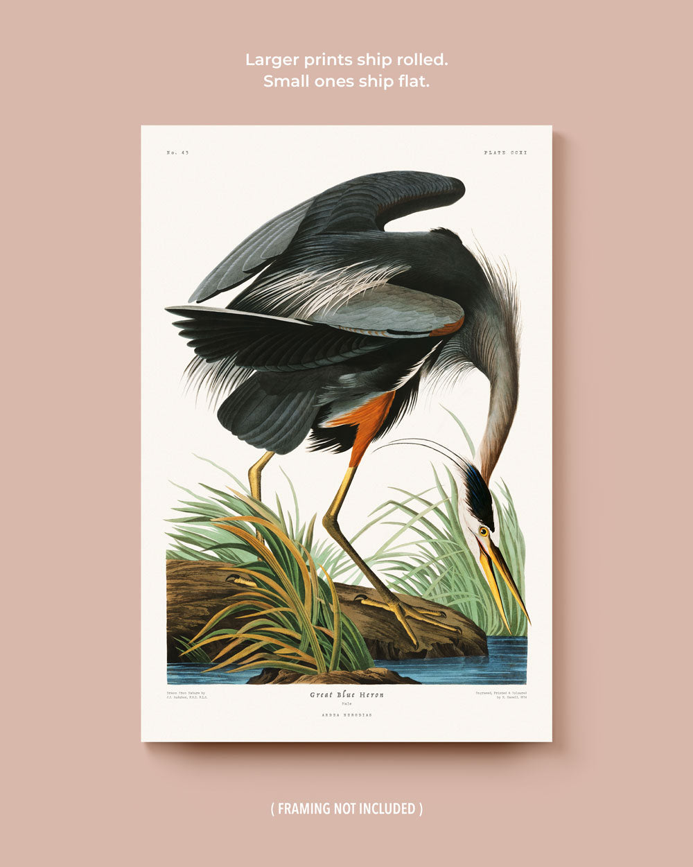 Heron & Pelican Set