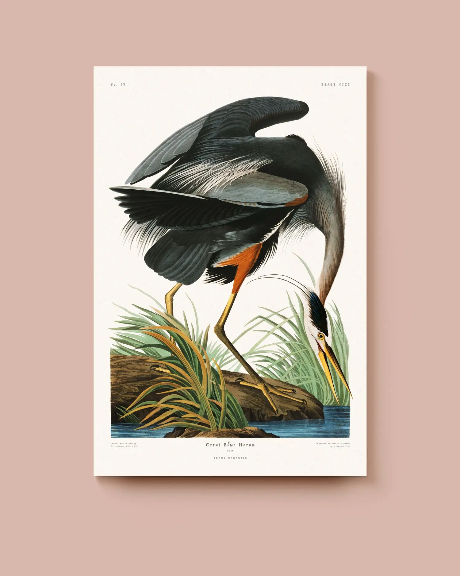 Vintage-style illustration of a heron on a beige background. * Unframed print
