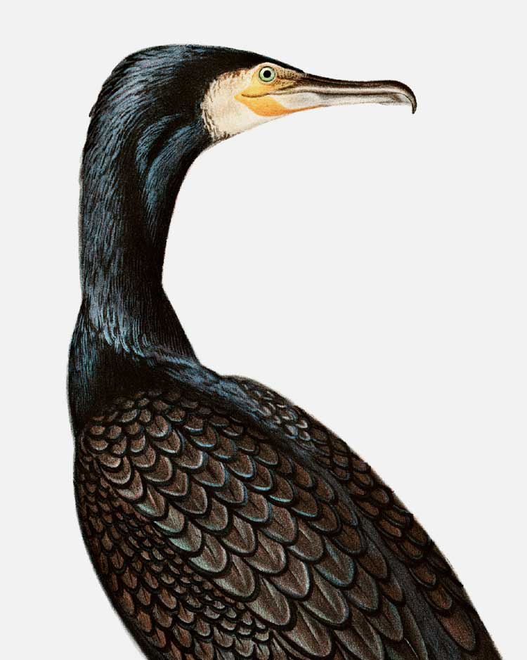 Great Cormorant Art Print