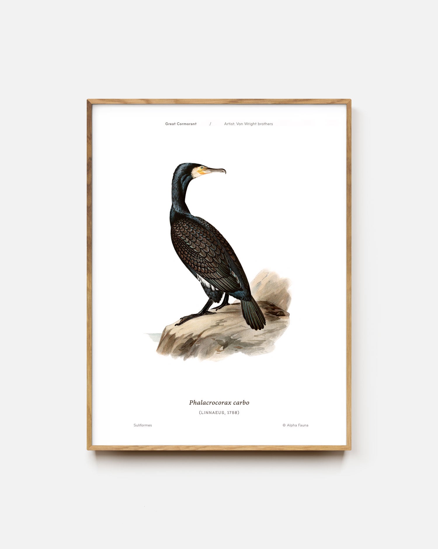 Great Cormorant Art Print