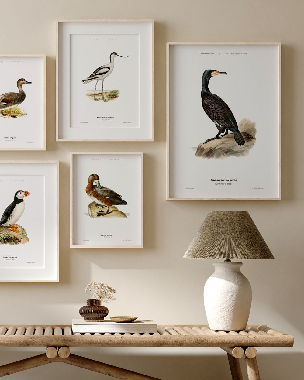Great Cormorant Art Print