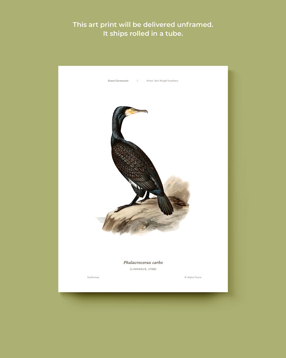 Great Cormorant Art Print