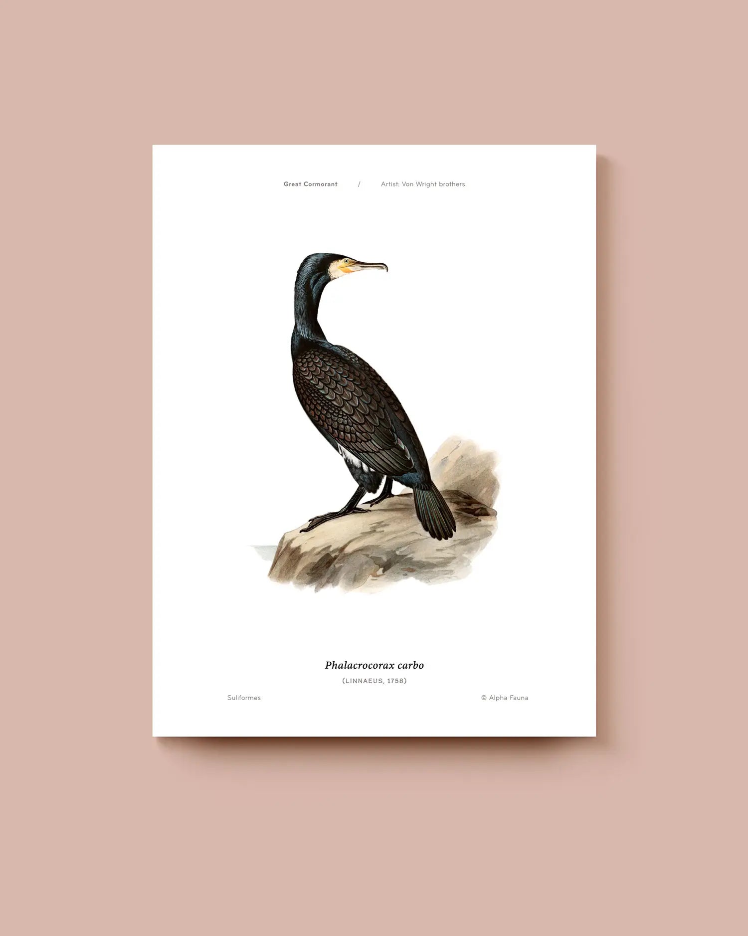 An art print featuring the Great Cormorant on a white background. * Unframed print