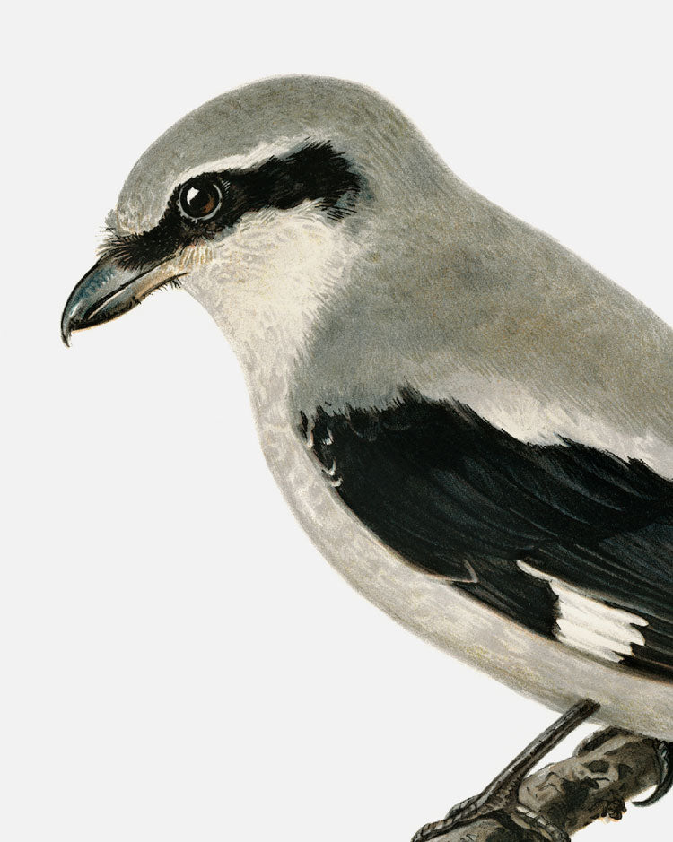 Great Gray Shrike Art Print