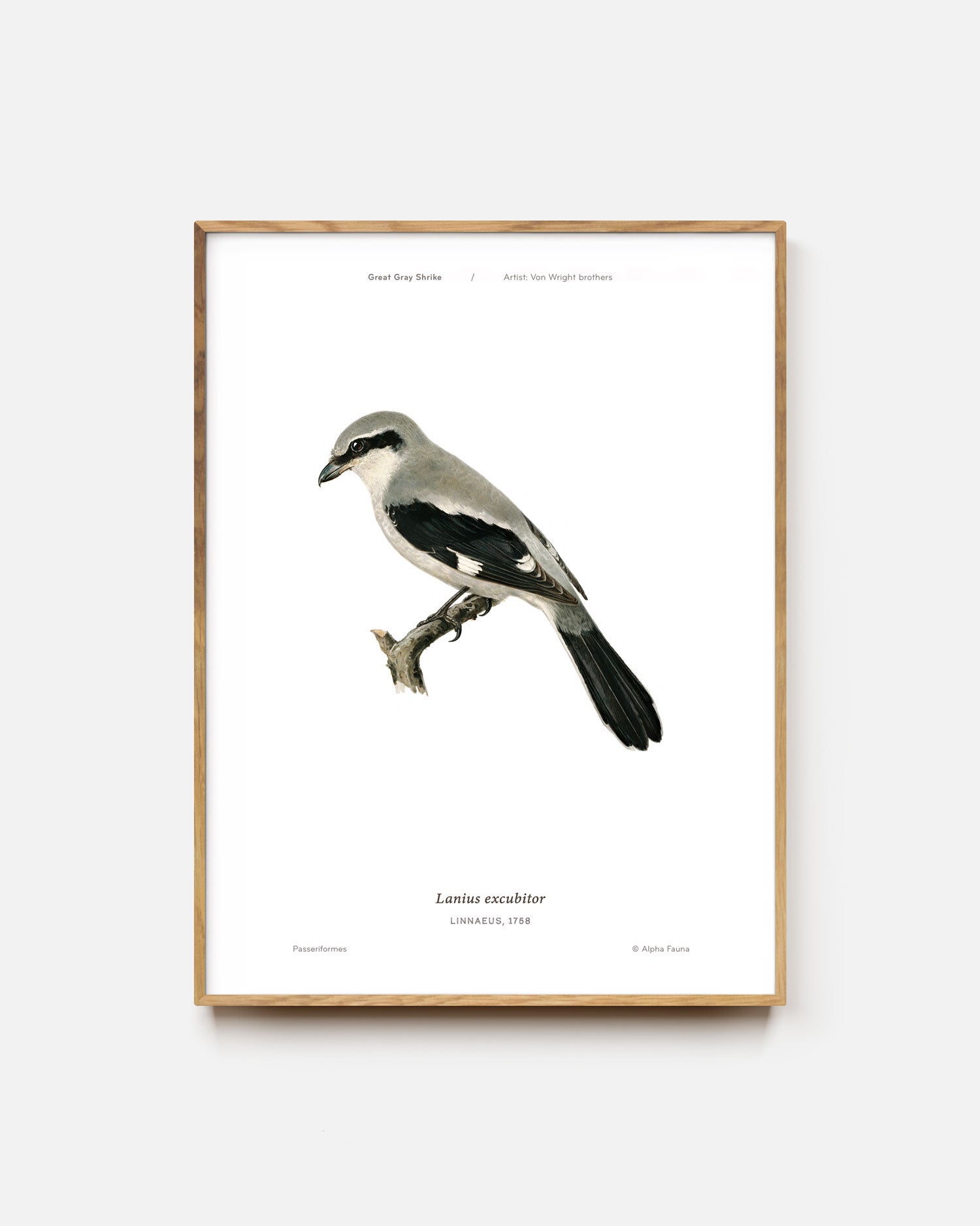 Great Gray Shrike Art Print