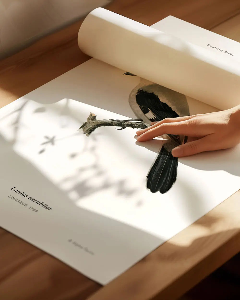 Great Gray Shrike Art Print