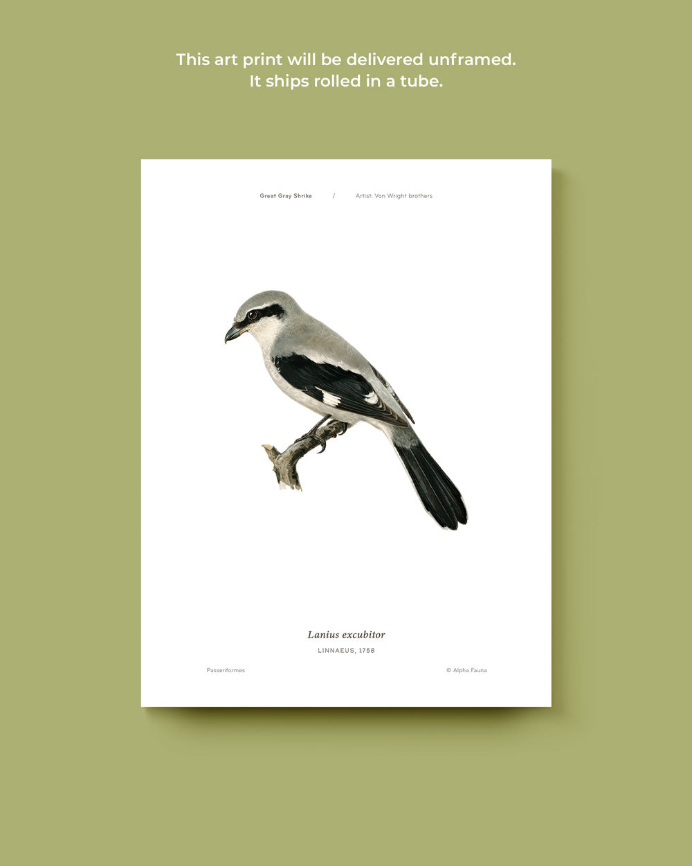 Great Gray Shrike Art Print