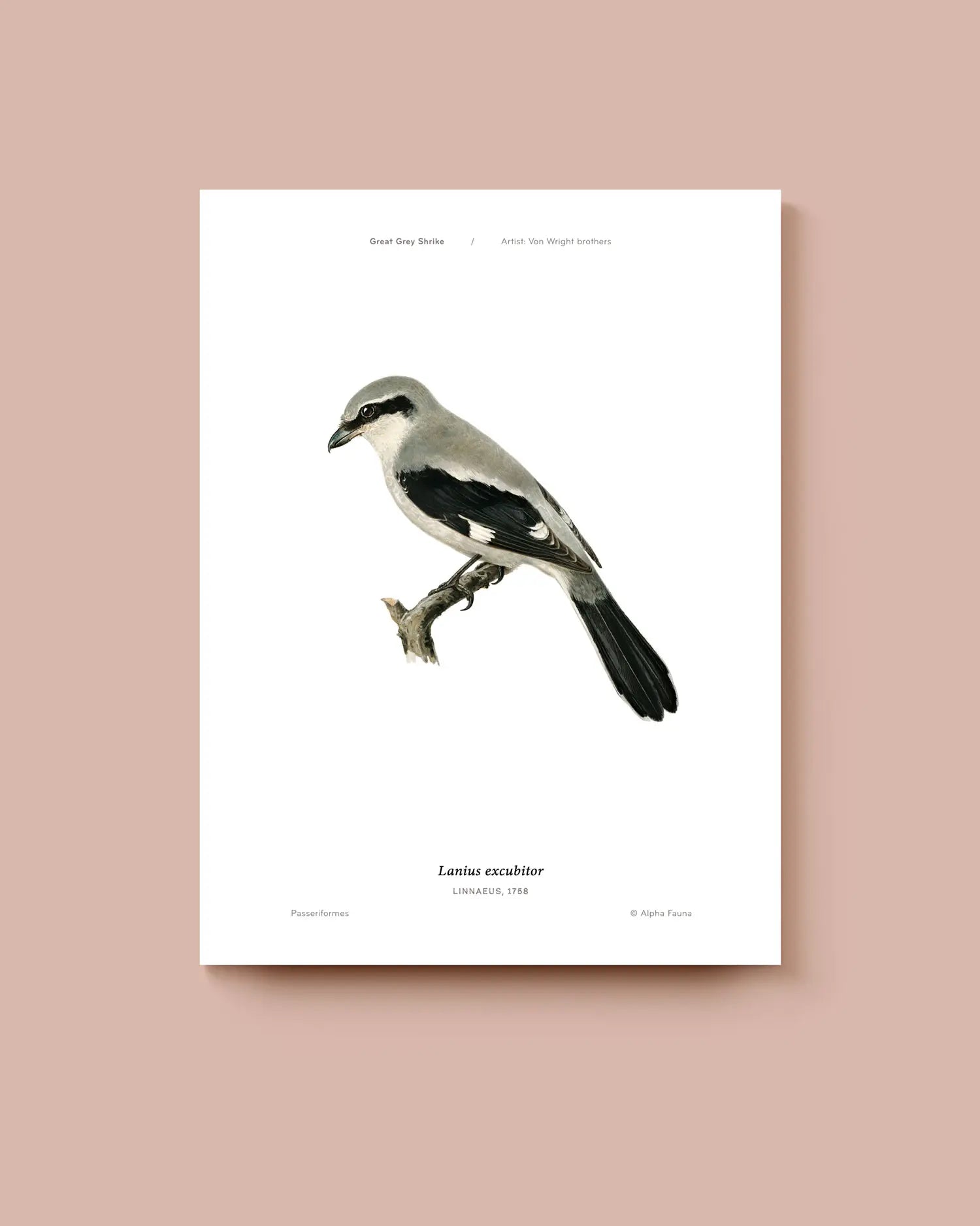 Art print of a great grey shrike on a white background. * Unframed print