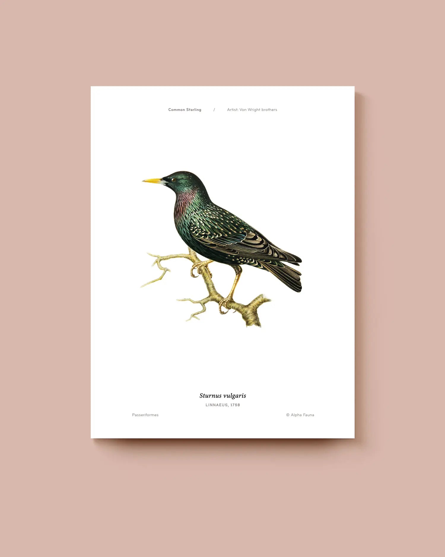 Poster of a starling bird illustration on a white background. * Unframed print