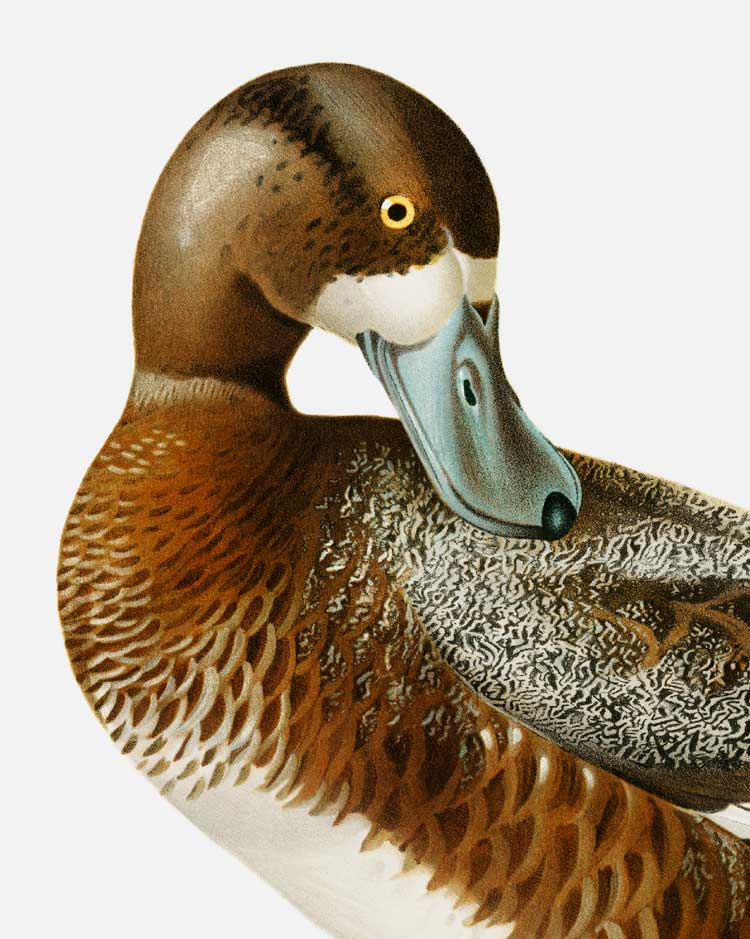 Greater Scaup Art Print