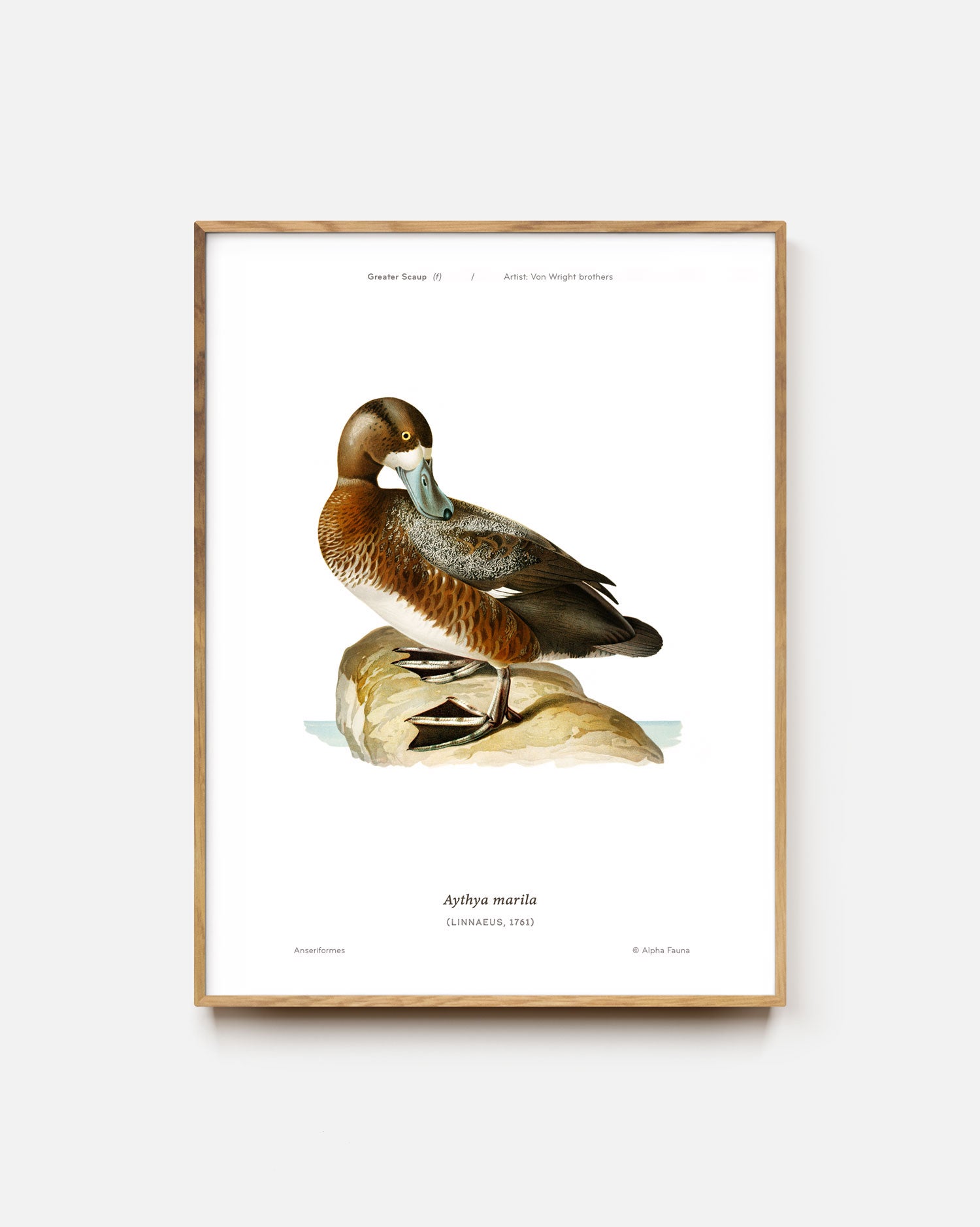 Greater Scaup Art Print