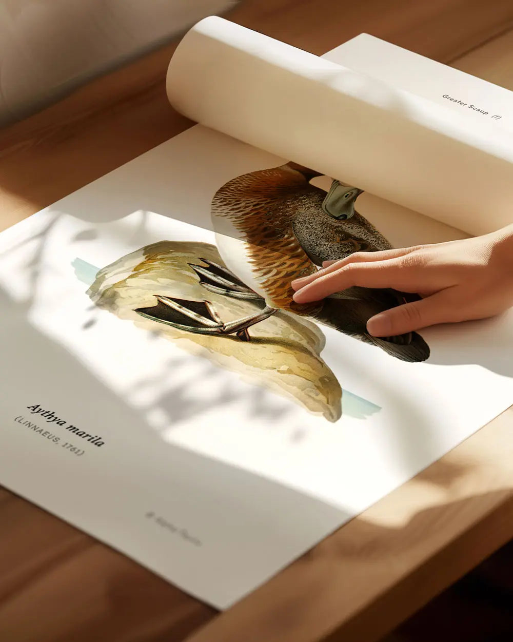 Greater Scaup Art Print