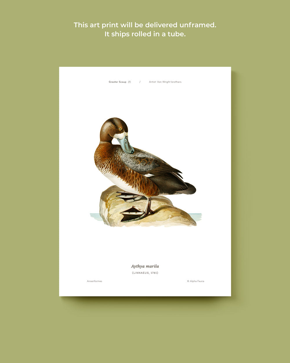 Greater Scaup Art Print