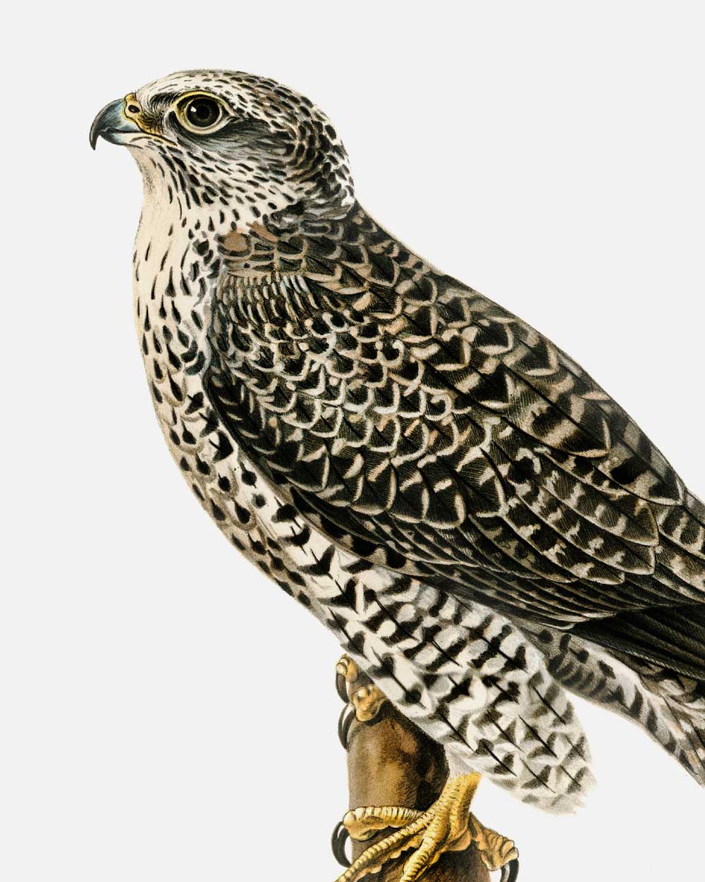 Gyrfalcon Art Print