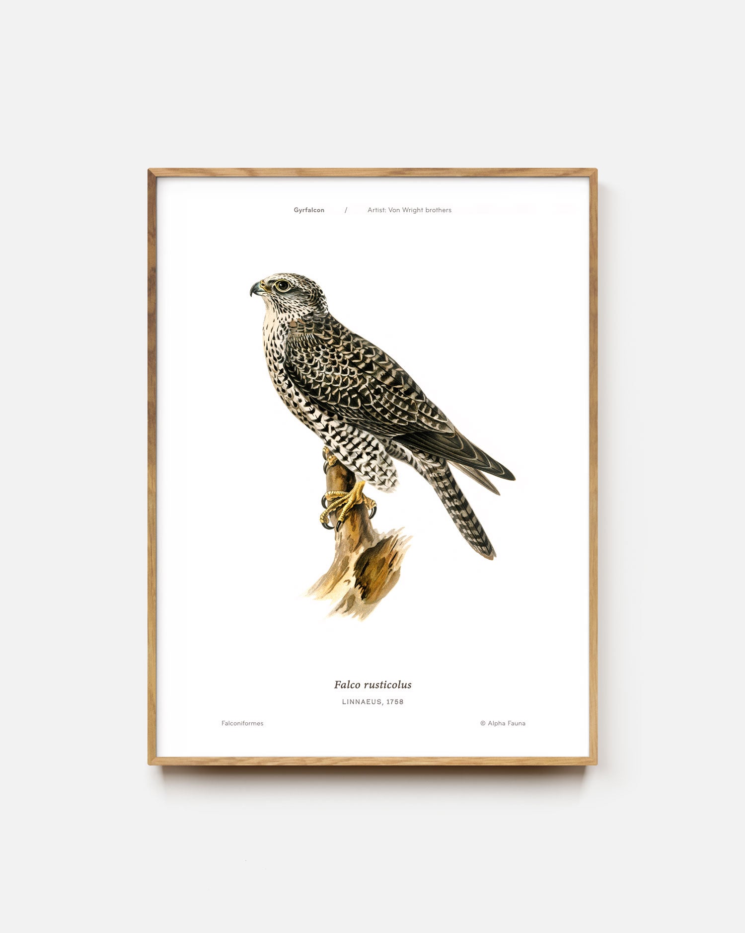 Gyrfalcon Art Print