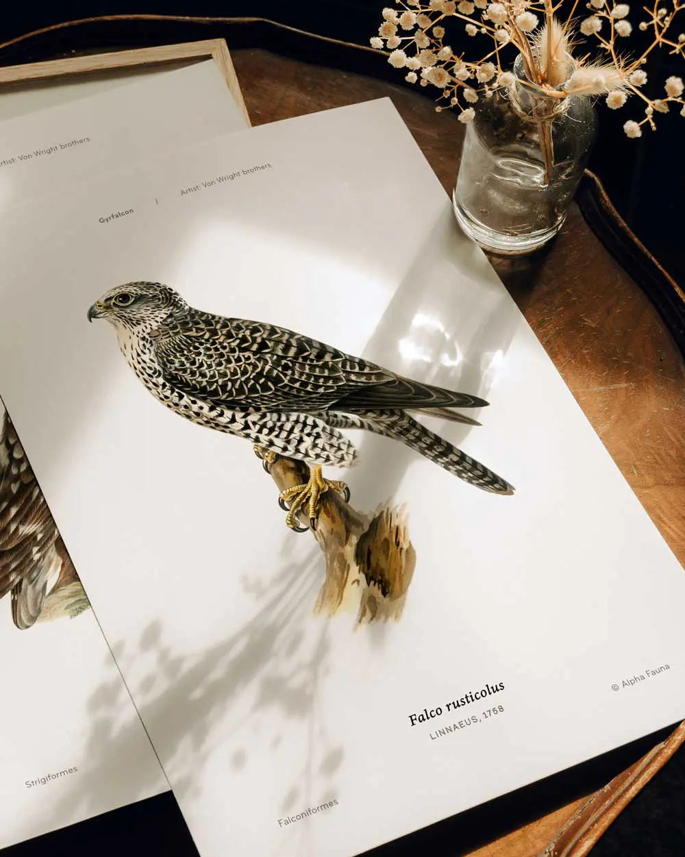 Gyrfalcon Art Print