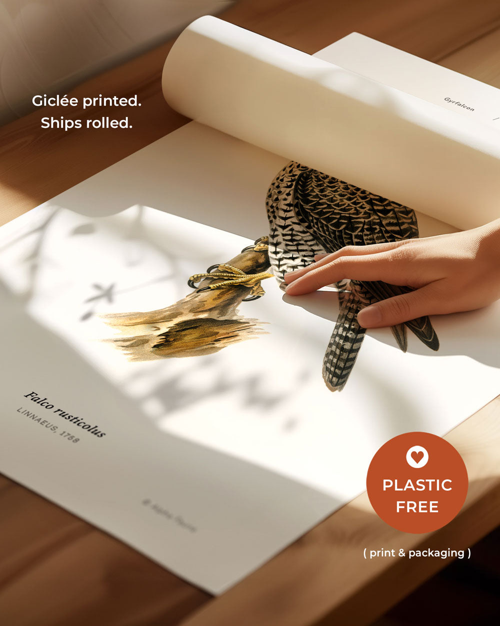 Gyrfalcon Art Print